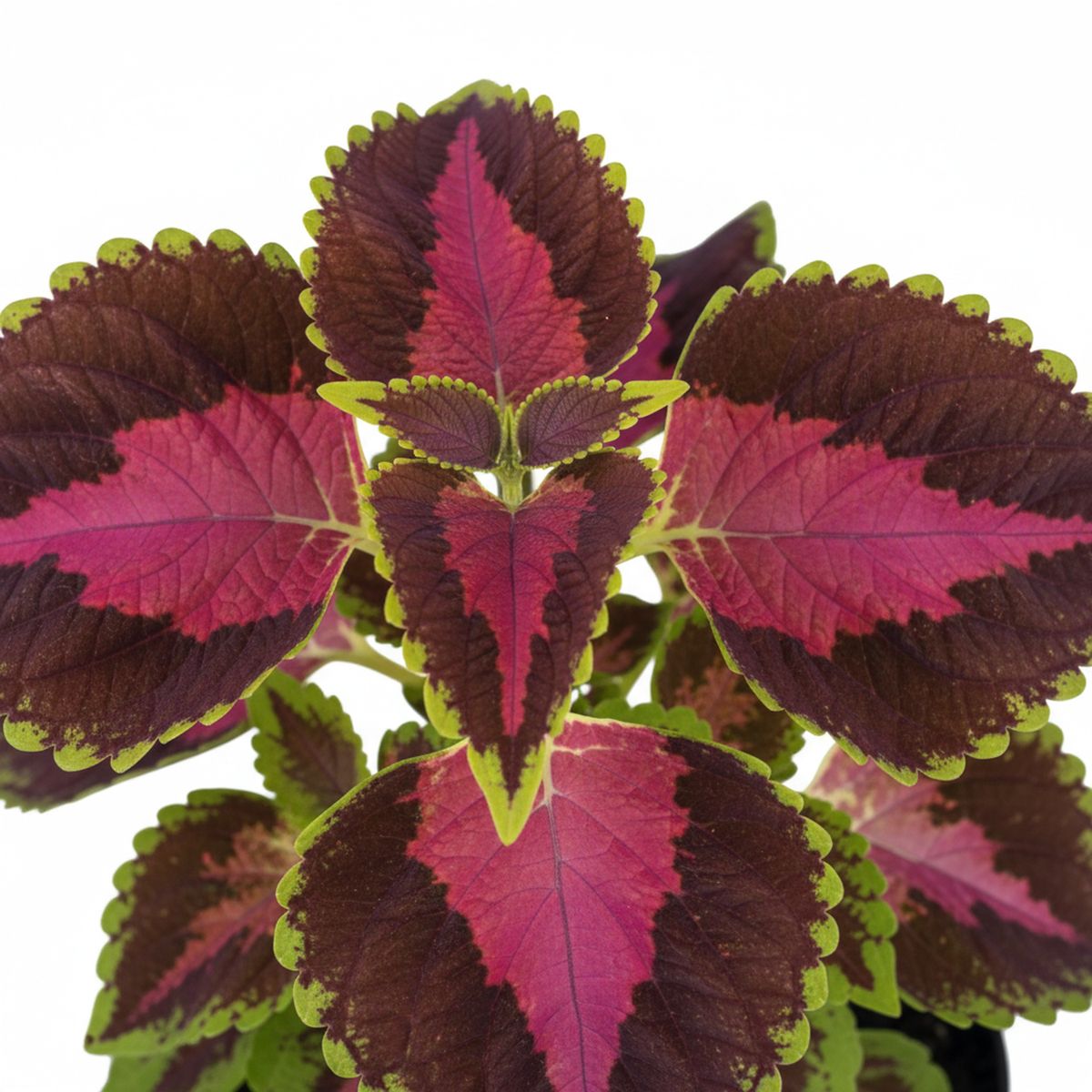 FLORES DE MI TIERRA - Planta Coleus 15 cm Natural CT10