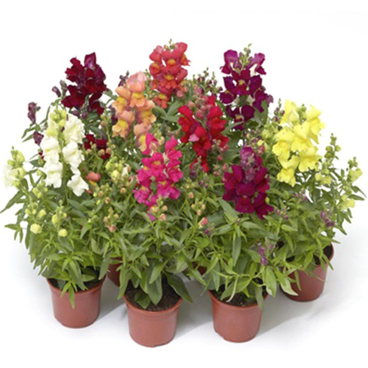 FLORES DE MI TIERRA - Planta Perrito 20 Natural CT10