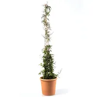 Planta Jazmin 50 cm Natural CT15