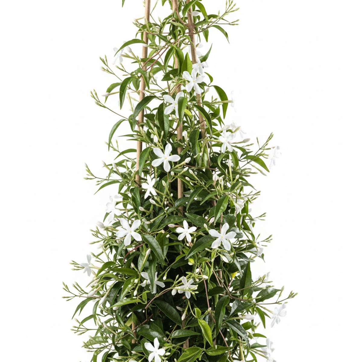 FLORES DE MI TIERRA - Planta Jazmin 50 cm Natural CT15