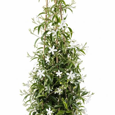 Imagen 2 del producto Planta Jazmin 50 cm Natural CT15