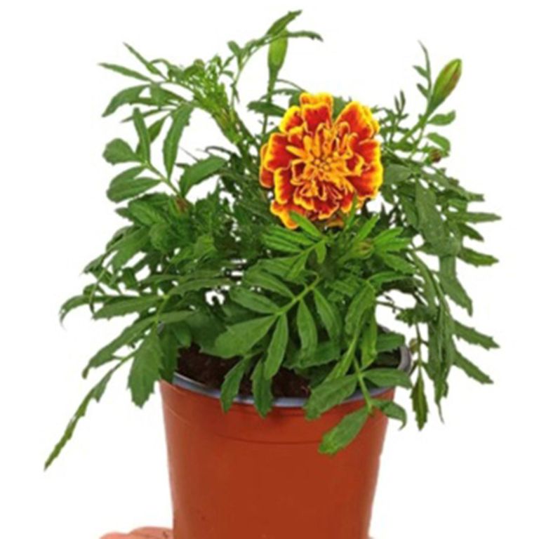 Planta Tagete 15 cm Natural CT10