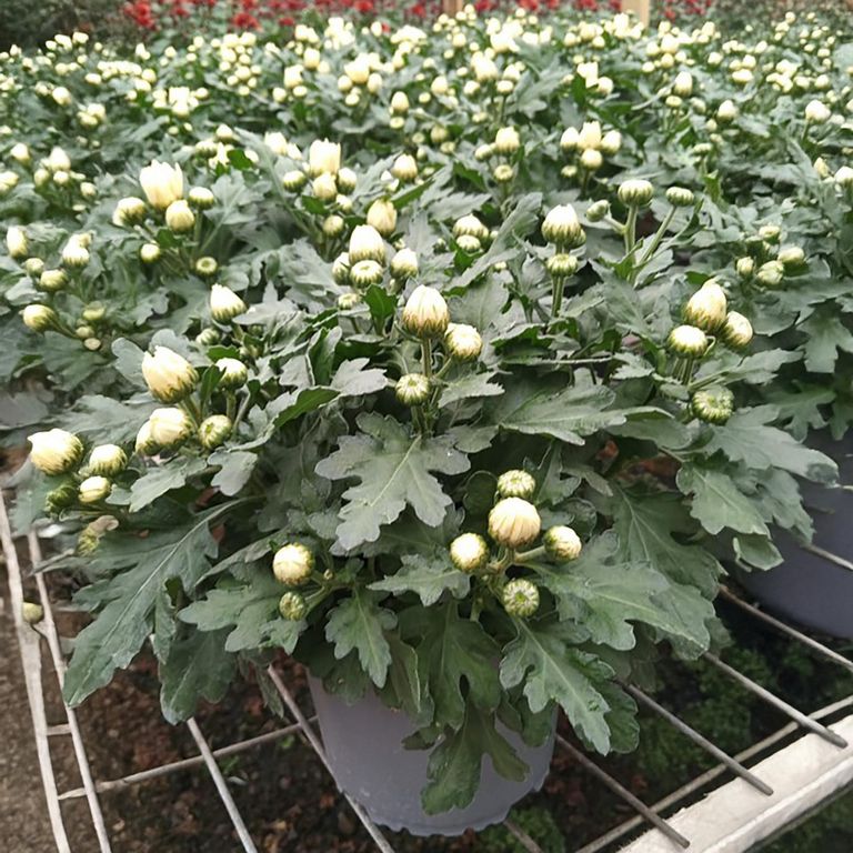 Planta Crisantemo 25 cm Natural CT15
