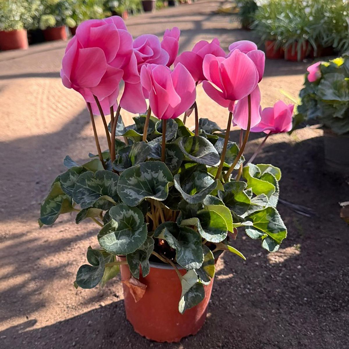 GENERICO - Planta Cyclamen 25 cm Natural CT15