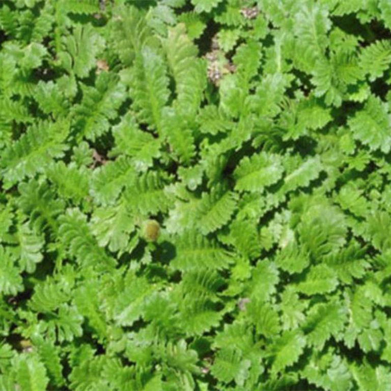 Cotula 10cm Natural 0.10 m