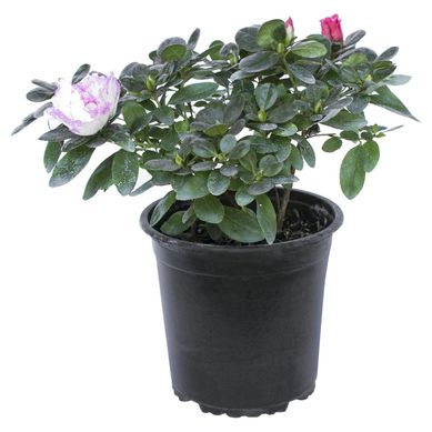 Azalea 20 cm Natural CT17