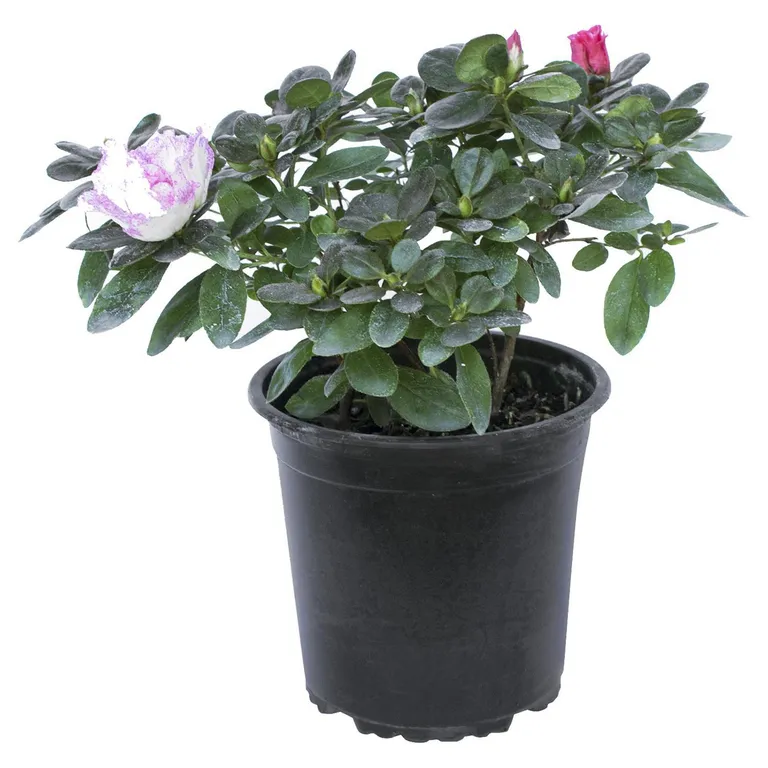 Azalea 20 cm Natural CT17