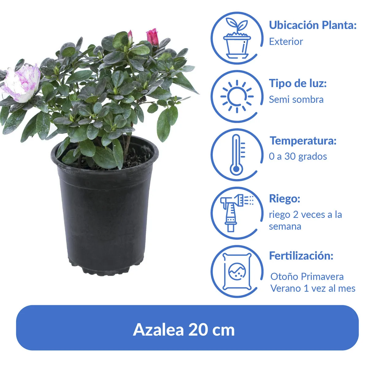 LAS BANDURRIAS - Azalea 20 cm Natural CT17