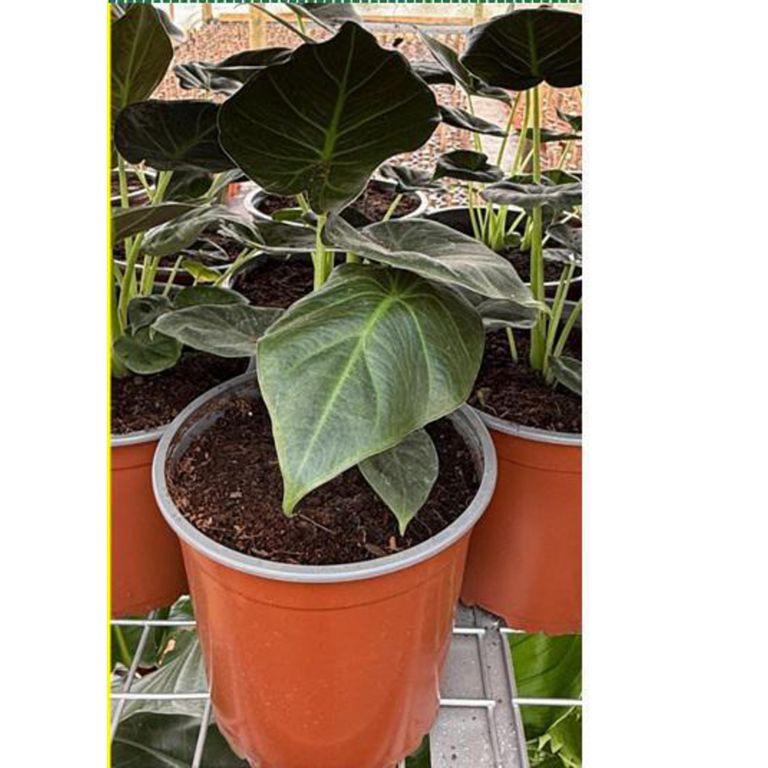 Planta Alocacia R Shields 35 cm Natural CT17