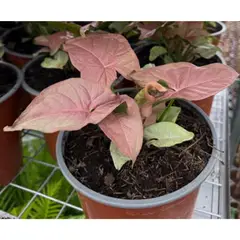GENERICO - Planta Syngonium 15 cm Natural CT17