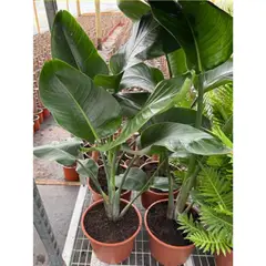 GENERICO - Planta Sterlitzia 80 cm Natural CT24