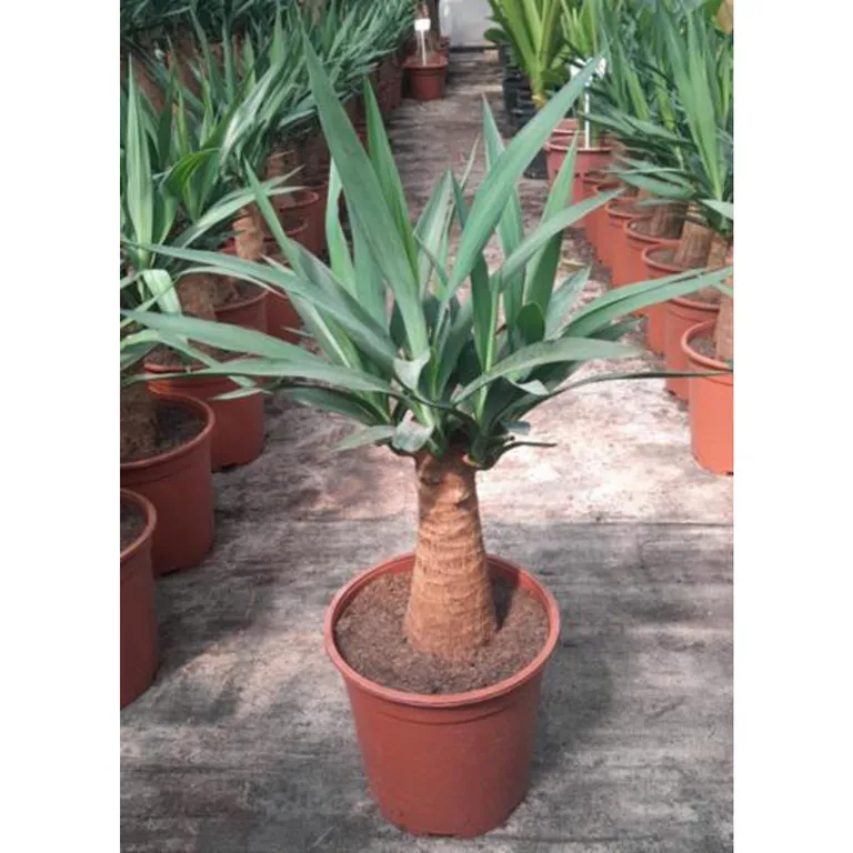 Planta Yucca 40 cm Natural CT24