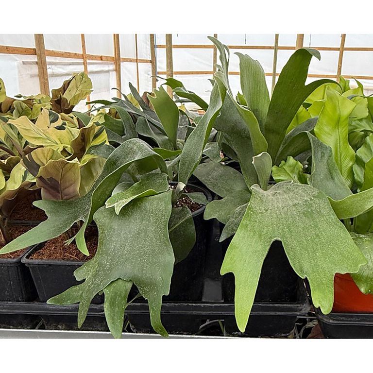 Planta Platicerium 15 cm Natural CT19