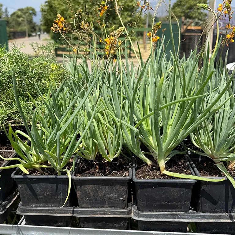 Planta Bulbine Natural CT11