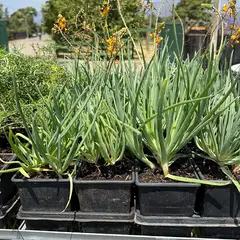 GENERICO - Planta Bulbine Natural CT11