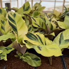 GENERICO - Planta Clathea Thai Beauty 15 cm Natural CT11