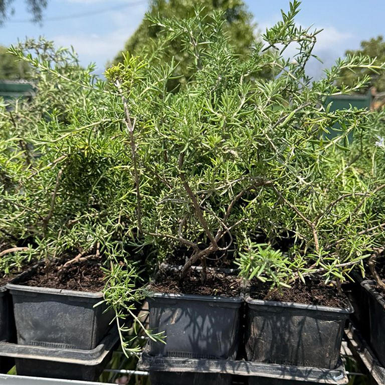 Planta Romero Natural CT11