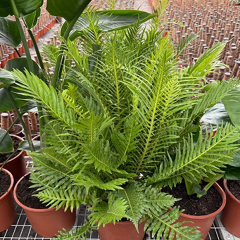 Planta Blechnum Silver 80 cm Natural CT24