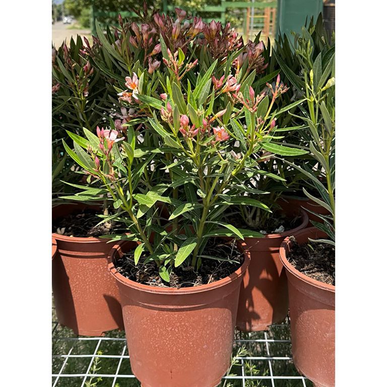 Planta Laurel Natural CT24