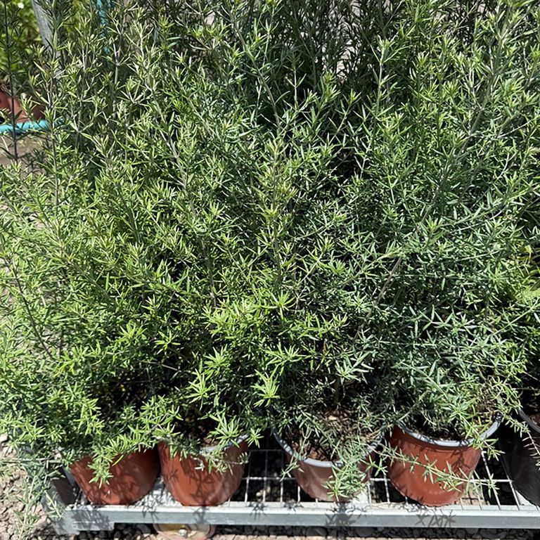 Planta Westringia Natural CT24