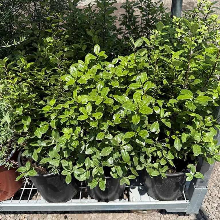 Planta Pitosporo Natural CT19