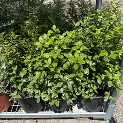 GENERICO - Planta Pitosporo Natural CT19