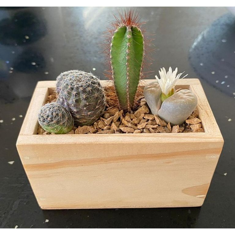 Planta arreglo cactus Natural CT127