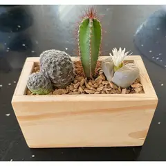 GENERICO - Planta arreglo cactus Natural CT127