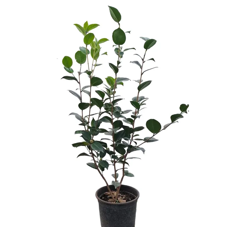 Planta Camelia Natural CT24