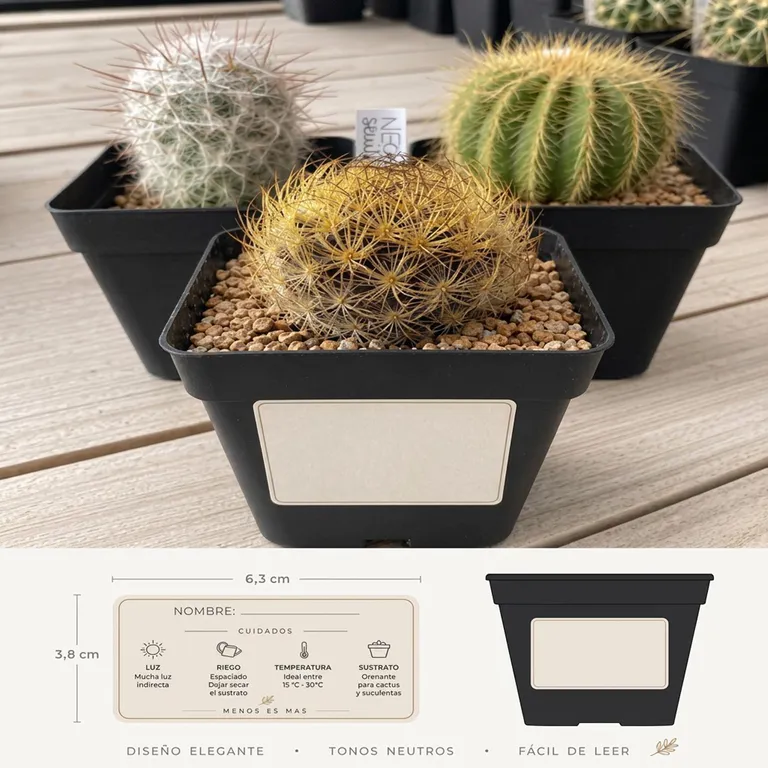 Cactus de colección Natural CT10