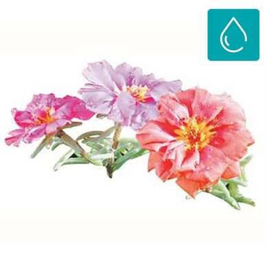 Portulaca 0,10 m