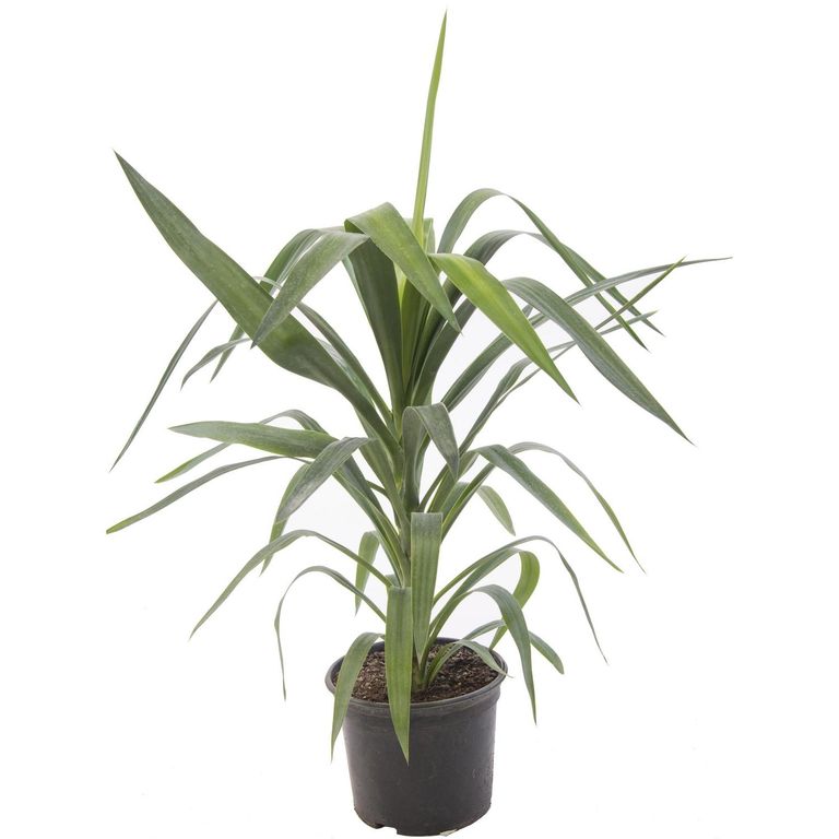 Yucca Punta 70 cm Natural CT24