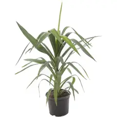 GENERICO - Yucca Punta 70 cm Natural CT20