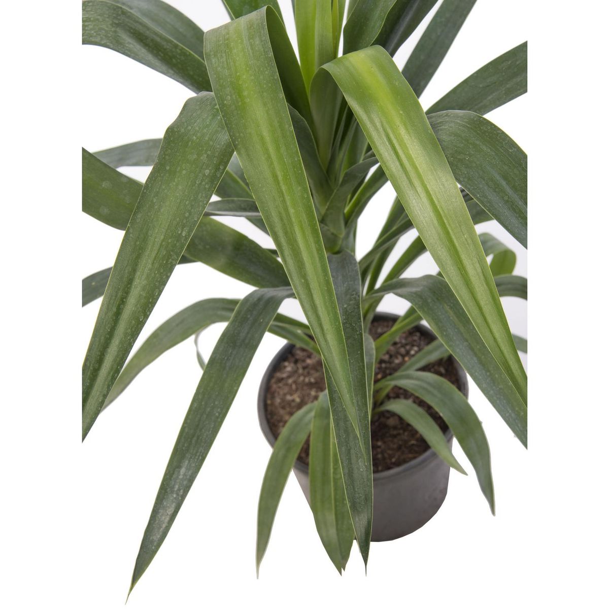 GENERICO - Yucca Punta 70 cm Natural CT20