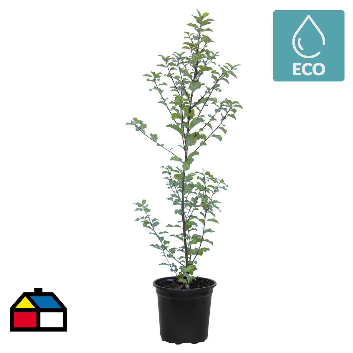 LAS BANDURRIAS - Arbusto Pittosporum Tenuifolium Natural 