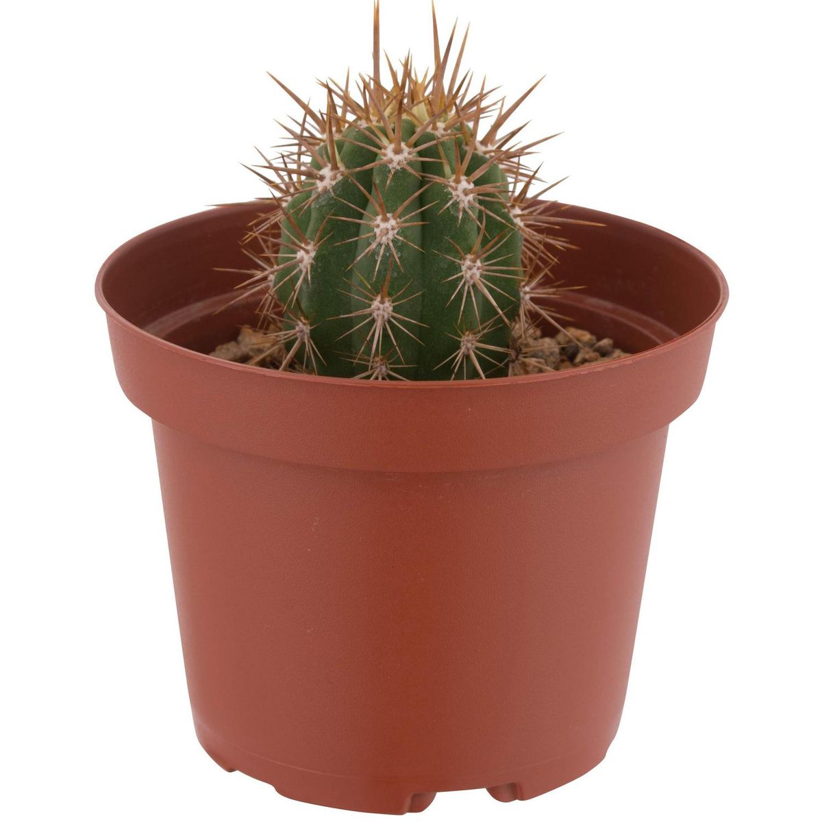 FEROXCACTUS - Cactus Variedad Grande 5 cm Natural CT10