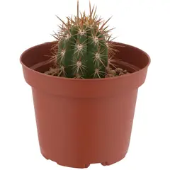 FEROXCACTUS - Cactus Variedad Grande 5 cm Natural CT10