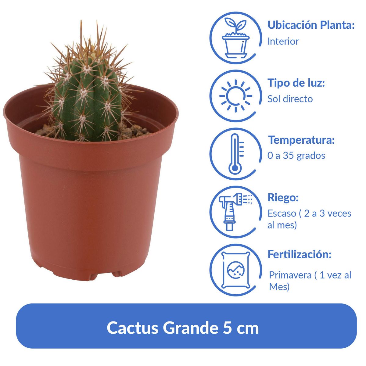 FEROXCACTUS - Cactus Variedad Grande 5 cm Natural CT10
