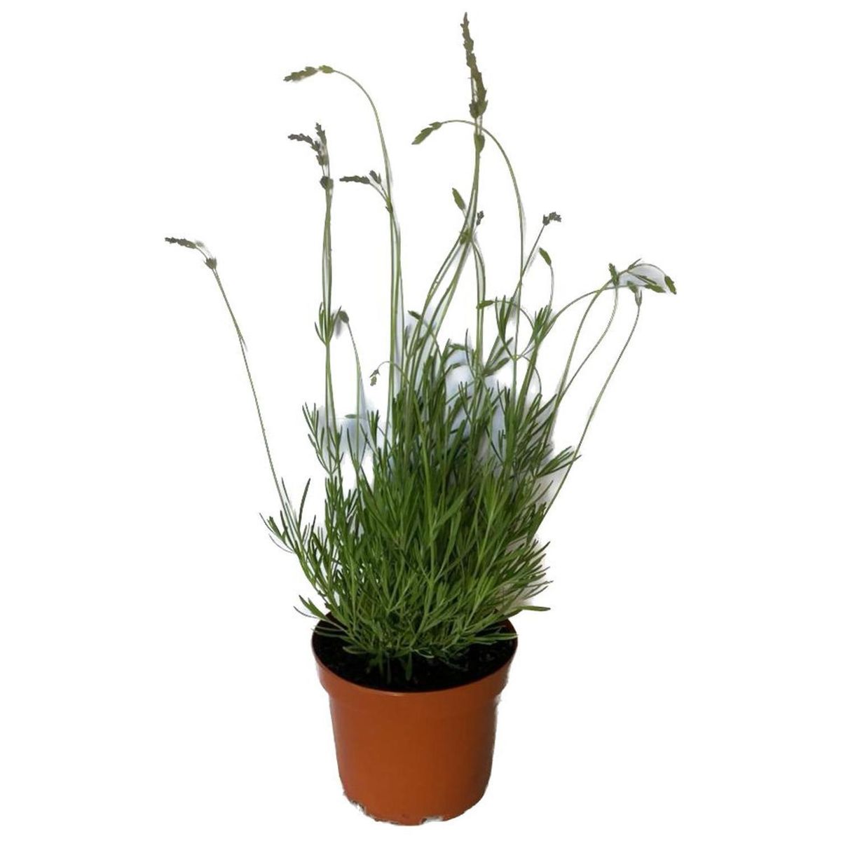 LAS BANDURRIAS - Lavanda Inglesa Bola 10 cm Natural CT23