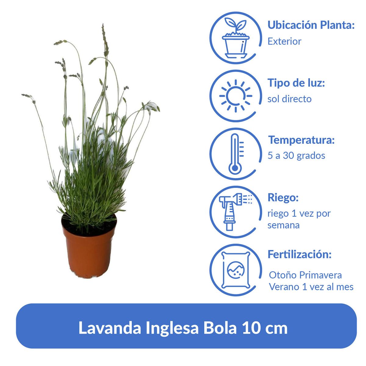 LAS BANDURRIAS - Lavanda Inglesa Bola 10 cm Natural CT23