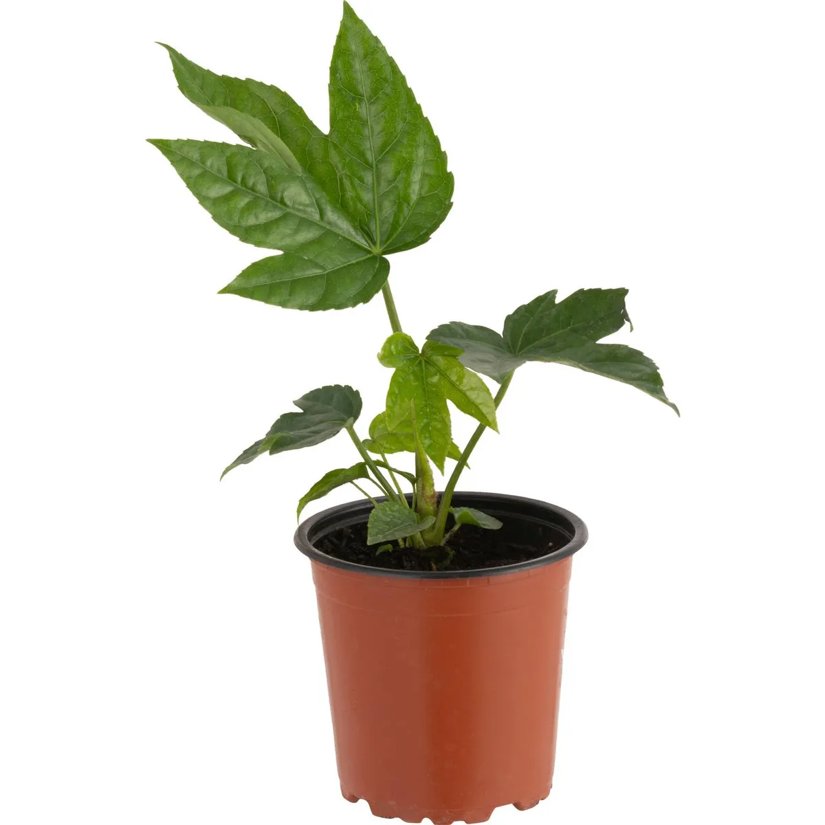 LAS BANDURRIAS - Aralia Japonica 20 cm Natural CT11