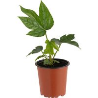 Aralia Japonica 20 cm Natural CT11