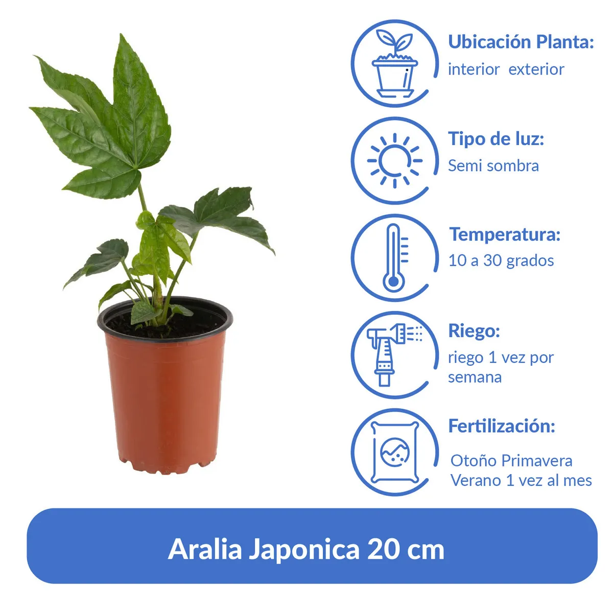 LAS BANDURRIAS - Aralia Japonica 20 cm Natural CT11