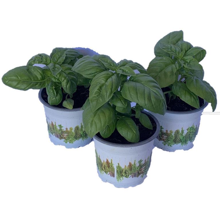 Albahaca Basilicum 10 cm Natural CT12