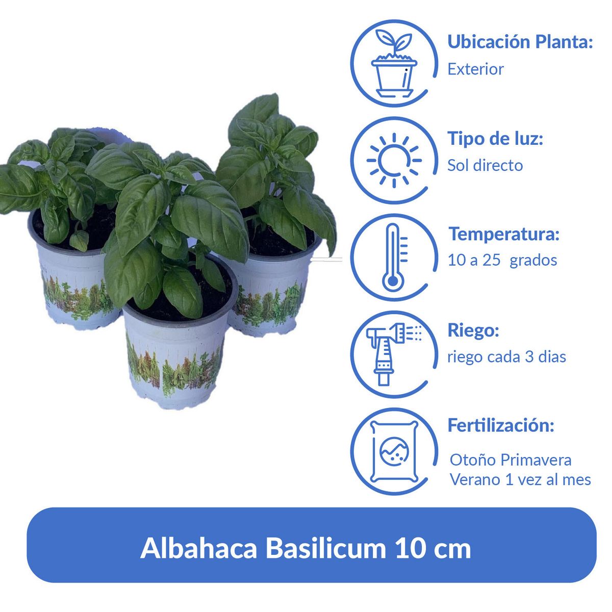 LAS BANDURRIAS - Albahaca Basilicum 10 cm Natural CT12