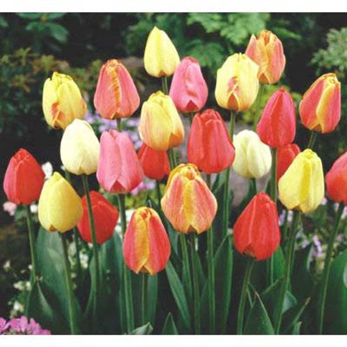 PAZ Y FLORA - Tulipan x 3 Bulbos 30 cm Natural CT13