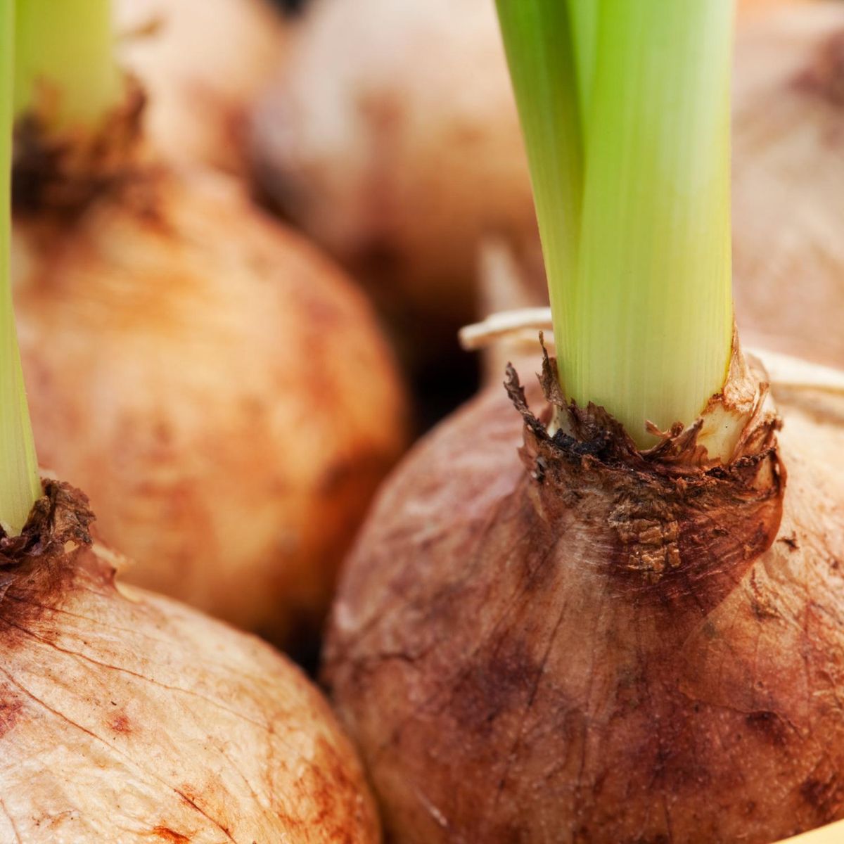 PAZ Y FLORA - Tulipan x 3 Bulbos 30 cm Natural CT13