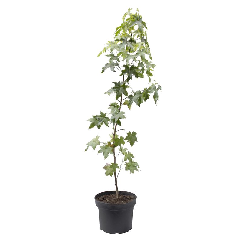 LAS BANDURRIAS - Liquidambar Natural 1.5 m