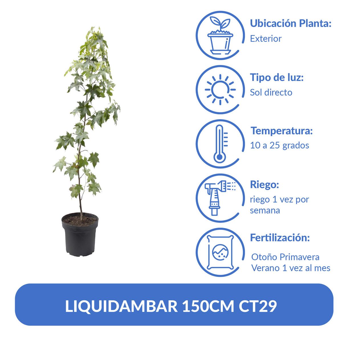 LAS BANDURRIAS - Liquidambar Natural 1.5 m