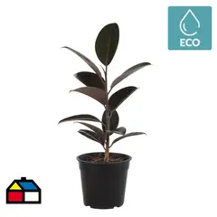 VIVEROS HIJUELAS - Gomero Variedades 30 cm Natural CT17